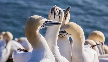 fb体育注册网址-LCK季后赛席位争夺激烈，lck季后赛队伍名单