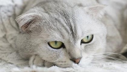 fb体育平台官网-阿尔巴尼亚队在欧预赛中努力争取晋级机会，阿尔巴尼亚队名单