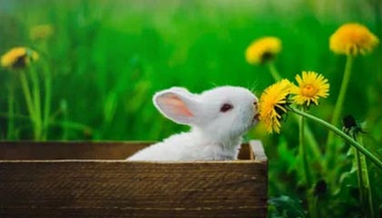 fb体育注册网址-LCK季后赛席位争夺激烈，lck季后赛队伍名单